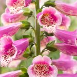 digitalis 3