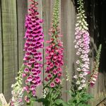digitalis 4