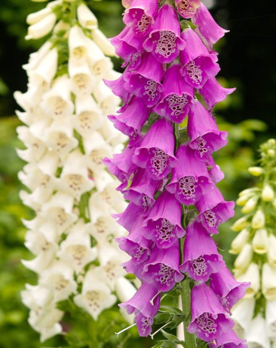digitalis 6