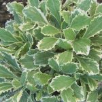 arabis alpina 1