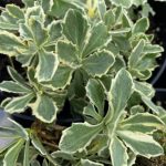 arabis alpina 2