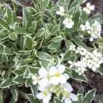 arabis alpina 3