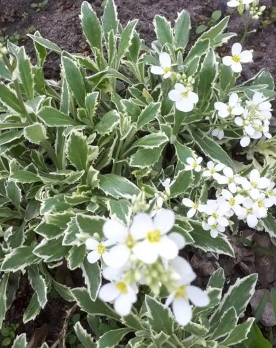 arabis alpina 3