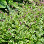 bastenska orhideja autumn glow 2