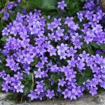 campanula poscharskyana