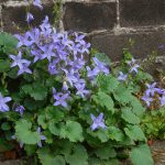 campanula poscharskyana 2