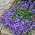 campanula poscharskyana 3