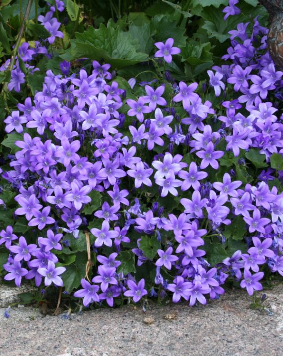 campanula poscharskyana