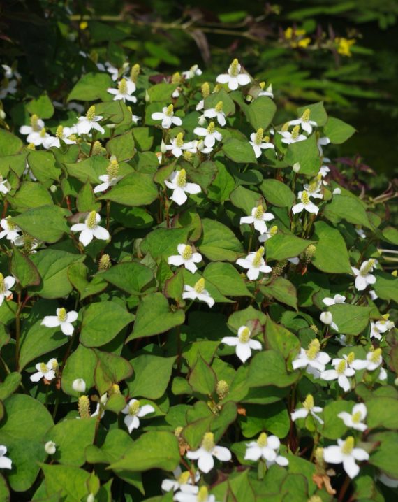 houttuynia cordata