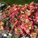 houttuynia cordata chameleon 2