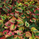 houttuynia cordata chameleon 3