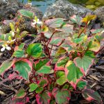houttuynia cordata chameleon 5