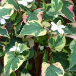 houttuynia cordata chameleon 6