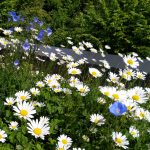 livadska margareta 3