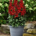 lobelia scarlet 1