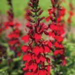 lobelia scarlet
