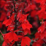 lobelia scarlet 2