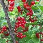 ribizla crvena 1
