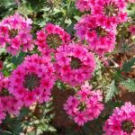verbena tenera 1
