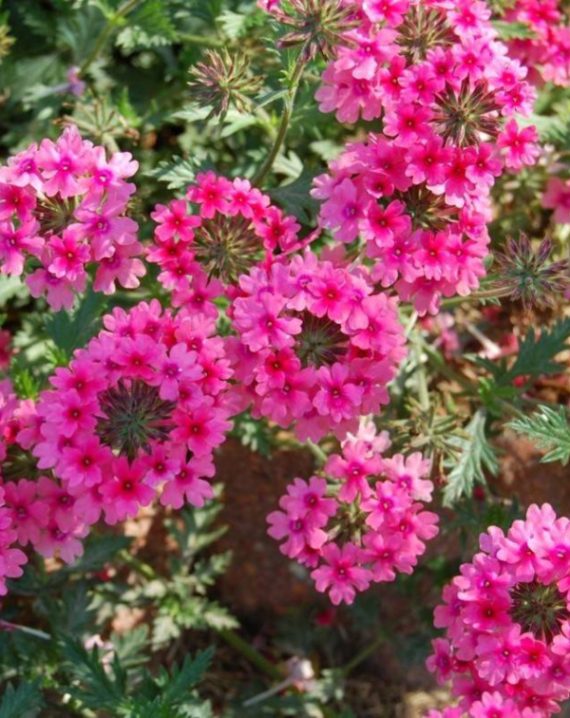 verbena tenera 1