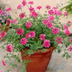 verbena tenera
