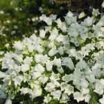 campanula jingle white 1