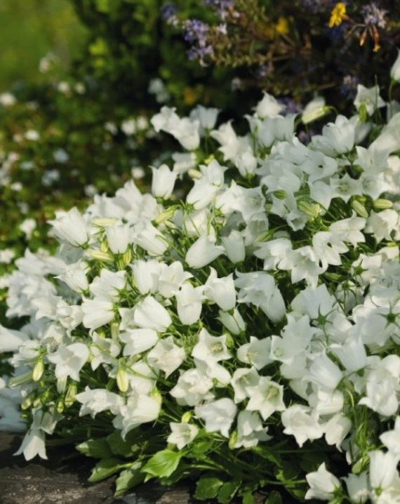 campanula jingle white 1