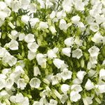 campanula jingle white 2
