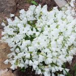 campanula jingle white 3