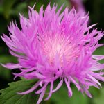 centaurea dealbata 1