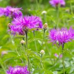 centaurea dealbata