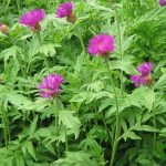 centaurea dealbata 2