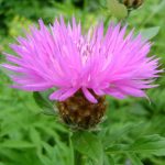 centaurea dealbata 4