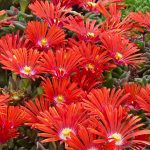 delosperma red flame