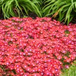 delosperma red flame 2