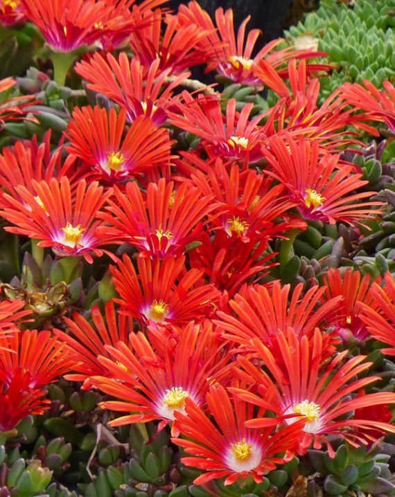 delosperma red flame