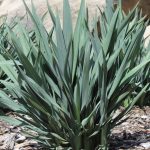 dianella blue stream 1