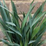 dianella blue stream 2