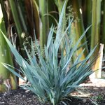 dianella blue stream 3