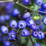 dianella blue stream 4
