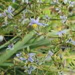 dianella blue stream 5