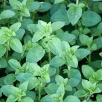 origano 2