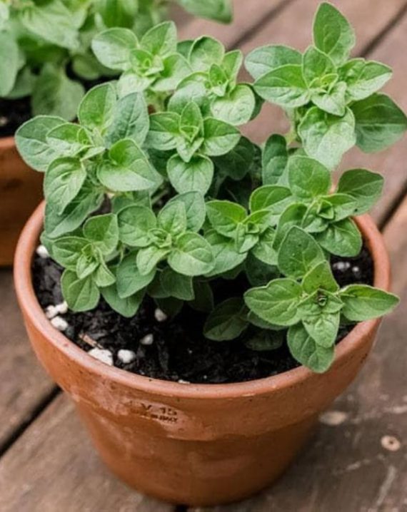 origano