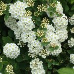 spirea vanhouttei 1