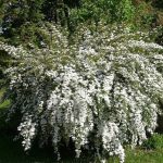 spirea vanhouttei