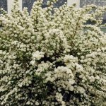 spirea vanhouttei 3
