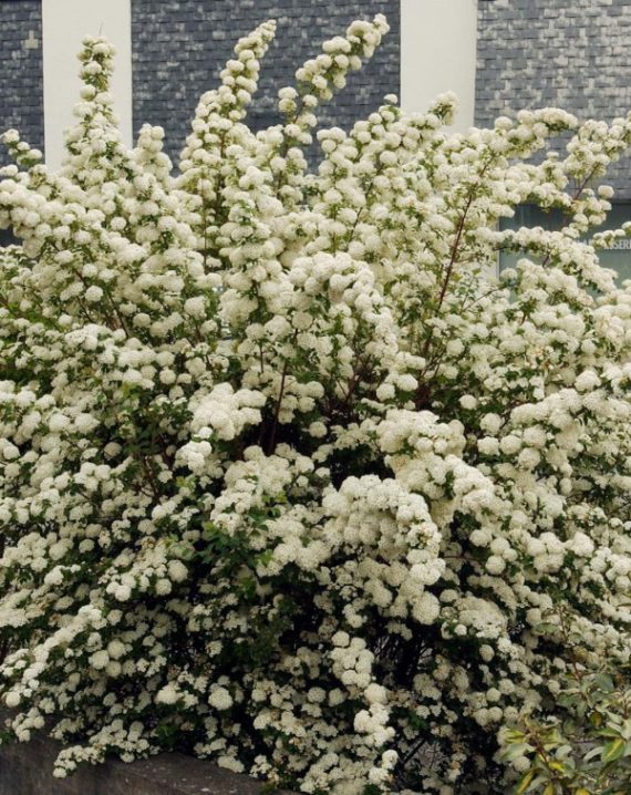 spirea vanhouttei 3