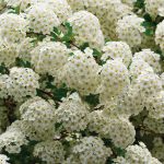 spirea vanhouttei 4