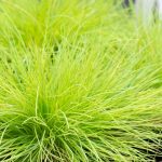 festuca glauca golden toupee 1