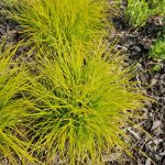 festuca glauca golden toupee